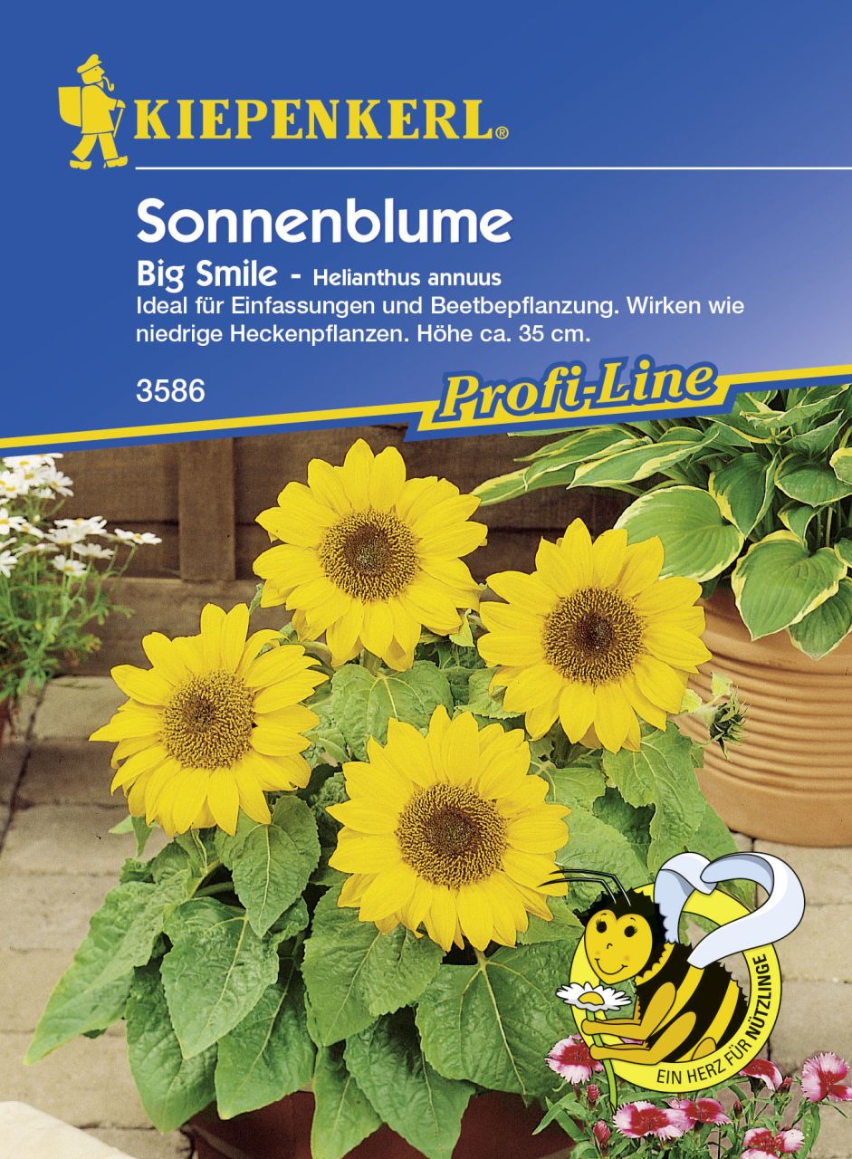 Kiepenkerl Sonnenblume Big Smile Helianthus annuus, Inhalt: ca. 20 Pflanzen von Kiepenkerl