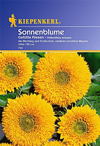 Kiepenkerl Sonnenblume Gefüllte Riesen Kiepenkerl Sonnenblume Gefüllte Riesen von Kiepenkerl