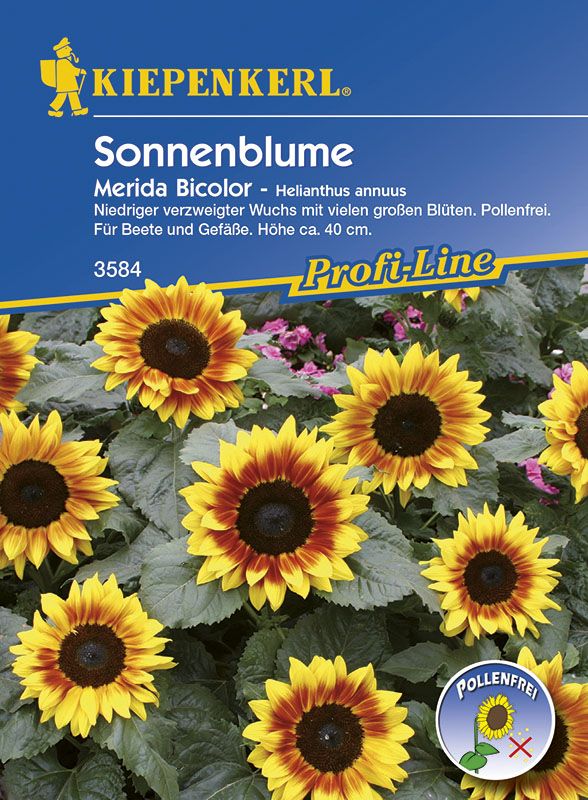 Kiepenkerl Sonnenblume Merida Bicolor Helianthus annuus, Inhalt: 20 Korn von Kiepenkerl