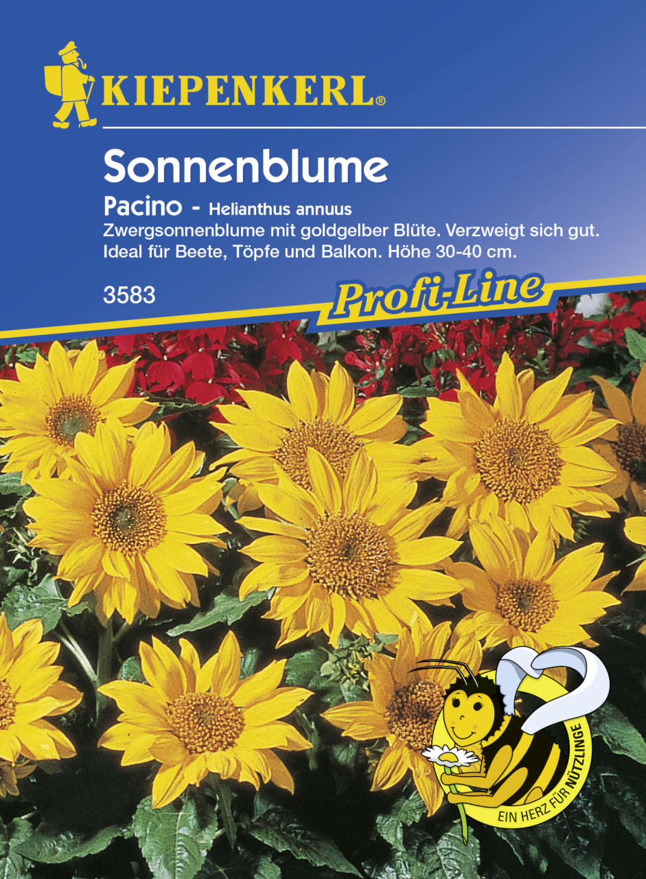 Kiepenkerl Sonnenblume Pacino Helianthus annuus, Inhalt: ca. 40 Pflanzen von Kiepenkerl