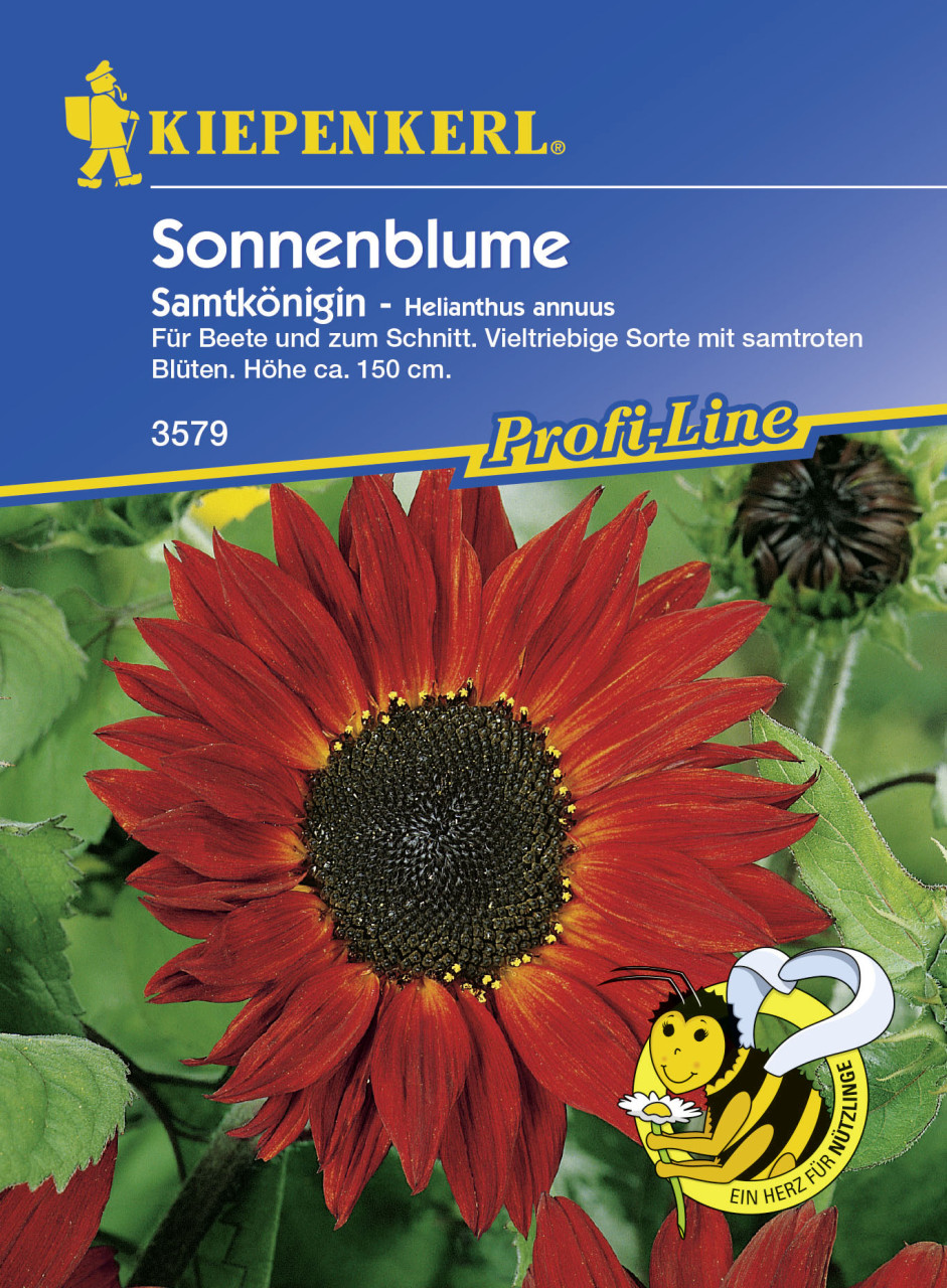 Kiepenkerl Sonnenblume Samtkönigin Helianthus annuus, Inhalt: ca. 40 Pflanzen von Kiepenkerl