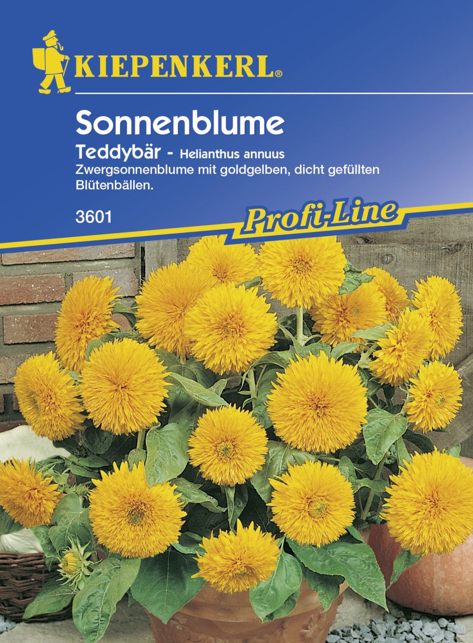 Kiepenkerl Sonnenblume Teddybär Helianthus annuus, Inhalt: ca. 60 Pflanzen von Kiepenkerl