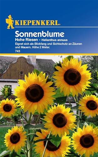 Kiepenkerl Sonnenblumensamen Hohe Riesen - Idealer Sichtschutz, Wuchshöhe bis 2m, Prachtvolle Blumensamen für Garten und Vase von Kiepenkerl