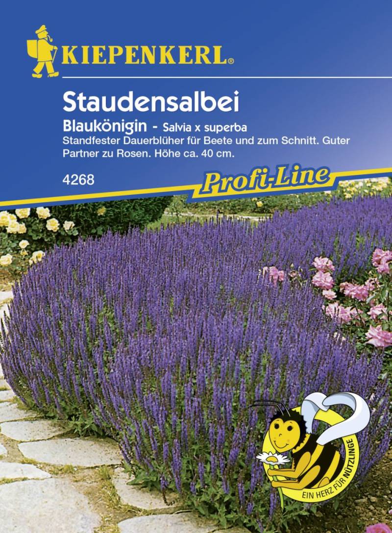 Kiepenkerl Staudensalbei Blaukönigin Salvia x superba, Inhalt: ca. 30 Pflanzen von Kiepenkerl