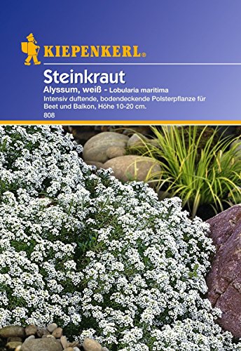 Kiepenkerl Steinkraut Alyssum, weiß von Kiepenkerl