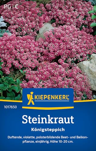 Kiepenkerl Steinkrautsamen Königsteppich 1017650 - Einjährige Blumensamen mit einer Wuchshöhe von 10 bis 20cm und Inhalt für 80 Pflanzen - Saatgut Kiepenkerl Steinkrautsamen Königsteppich 1017650 - Einjährige Blumensamen mit einer Wuchshöhe von 10 bis 20cm und Inhalt für 80 Pflanzen - Saatgut von Kiepenkerl