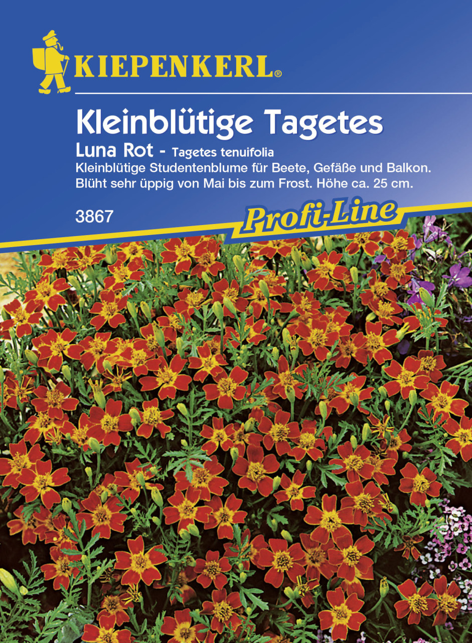 Kiepenkerl Studentenblume Luna (Gem) Rot Tagetes tenuifolia, Inhalt: ca. 80 Pflanzen von Kiepenkerl