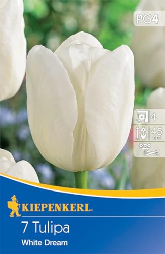 Kiepenkerl Triumph-Tulpe White Dream - Schneeweiße Blumenzwiebeln ideal als Schnittblume, Frühjahrsblüher Kiepenkerl Triumph-Tulpe White Dream - Schneeweiße Blumenzwiebeln ideal als Schnittblume, Frühjahrsblüher von Kiepenkerl
