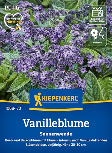 Kiepenkerl Vanilleblumensamen Sonnenwende 1068470 - blau - intensiv duftend - Vanillegeruch - einjährig - Blütendolden - Saatgut, Blumensamen, Pflanzen Kiepenkerl Vanilleblumensamen Sonnenwende 1068470 - blau - intensiv duftend - Vanillegeruch - einjährig - Blütendolden - Saatgut, Blumensamen, Pflanzen von Kiepenkerl