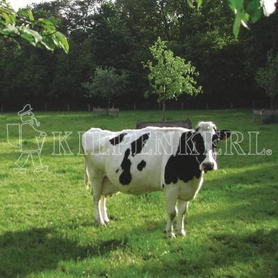 Kiepenkerl Weidemischung Standard G II mit Klee von Kiepenkerl