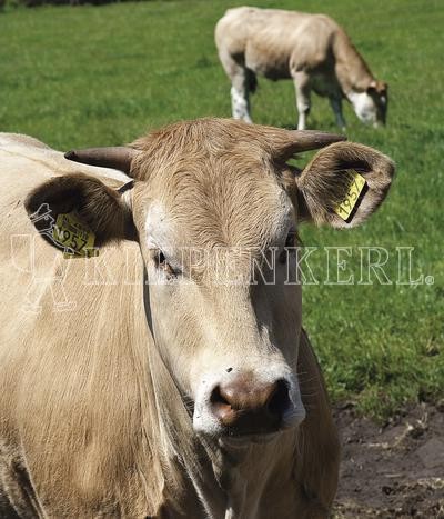 Kiepenkerl Weidemischung Standard G II ohne Klee von Kiepenkerl