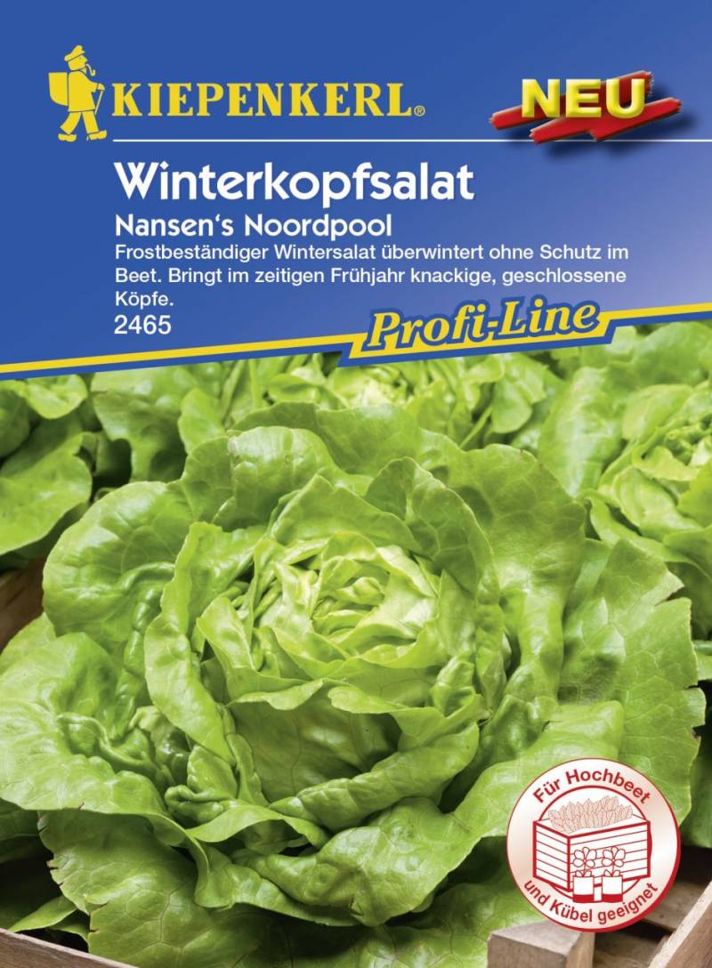 Kiepenkerl Winterkopfsalat Nansen's Noordpool ca. 90 Pflanzen von Kiepenkerl