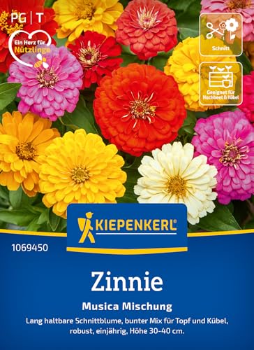 Kiepenkerl Zinniensamen Musica Mischung 1069450 - einjährige, lang haltbare Schnittblume mit buntem Mix für Topf und Kübel - Pflanzen, Blumensamen, Saatgut Kiepenkerl Zinniensamen Musica Mischung 1069450 - einjährige, lang haltbare Schnittblume mit buntem Mix für Topf und Kübel - Pflanzen, Blumensamen, Saatgut von Kiepenkerl