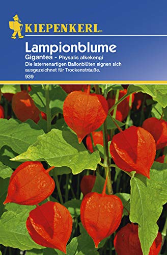 Lampionblume Gigantea, laternenartigen Ballonblüten eignen sich ausgezeichnet für Trockensträuße von Kiepenkerl