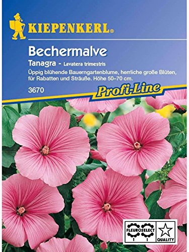 Lavatera Bechermalve Tanagra rosa von Kiepenkerl