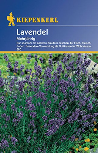 Lavendel, 'mehrjährig' von Kiepenkerl