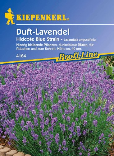 Lavendel angustifolia, 'Hidcote Blue Strain' von Kiepenkerl