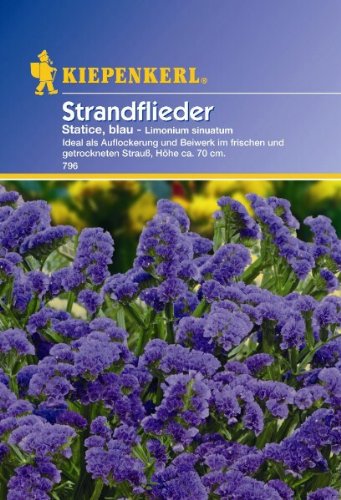 Limonium sinuatum Statice Strandflieder blau von Kiepenkerl