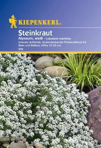 Lobularia Steinkraut Alyssum weiss von Kiepenkerl