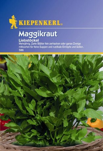Maggikraut Liebstöckel mehrjährig von Kiepenkerl