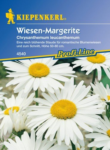 Margeriten 'Wiesen-Margerite' von Kiepenkerl