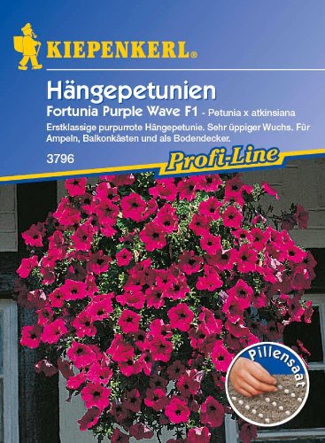 Petunien, 'Fortunia Purple Wave F1' von Kiepenkerl