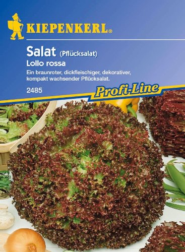 Pflücksalat, 'Lollo rossa, rot' von Kiepenkerl