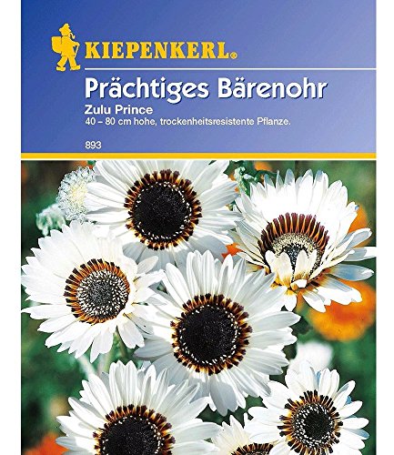 Kiepenkerl Prächtiges Bärenohr Zulu Prince,1 Portion von Kiepenkerl