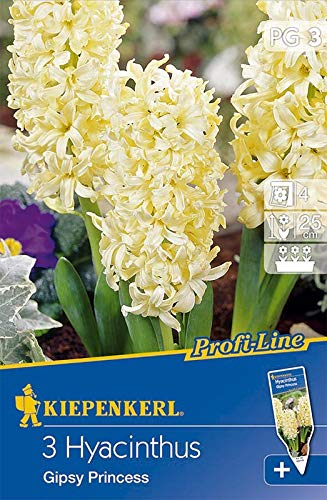 Profi-Line Hyacinthus Gipsy Princess, Hyazinthen Profi-Line Hyacinthus Gipsy Princess, Hyazinthen von Kiepenkerl