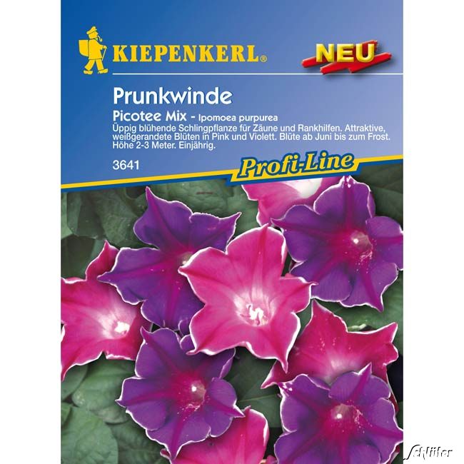 Prunkwinde &#039;Picotee Mix&#039; Lieferform: Portionssaatgut von Kiepenkerl