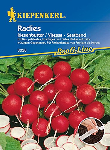 Radieschen/ Radies: Riesenbutter / Vitessa, Saatband, Raphanus sativus var. sativus - 1 Portion von Kiepenkerl