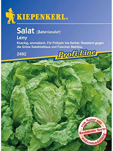 Salat Bataviasalat Leny grün resistent von Kiepenkerl