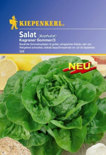 Salat Kopfsalat Kagraner Sommer 3 von Kiepenkerl