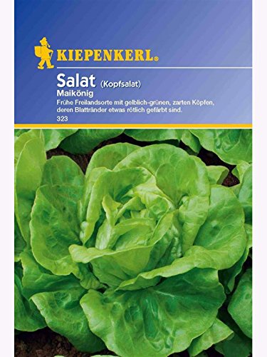 Salat Kopfsalat Maikönig von Kiepenkerl