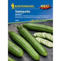 Salatgurke Maximé Kaneco F1 Gemüsesamen - Kiepenkerl Salatgurke Maximé Kaneco F1 Gemüsesamen - Kiepenkerl von Kiepenkerl