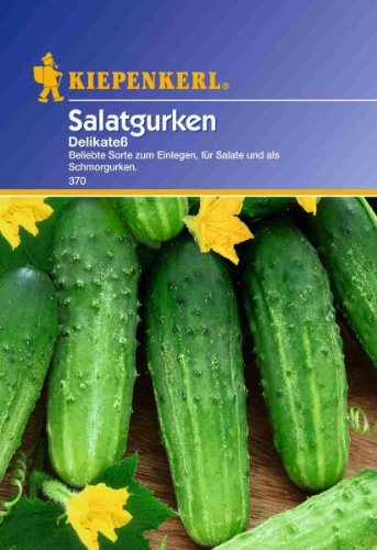 Salatgurken Landgurken Delikatess von Kiepenkerl
