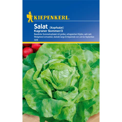 Salatsamen - Kopfsalat Kagraner Sommer 3 von Kiepenkerl von Kiepenkerl