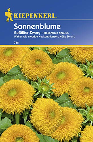 Sonnenblume Gefüllter Zwerg, wirken wie niedrige Heckenpflanzen Höhe 30 cm von Kiepenkerl