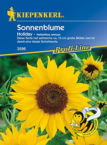 Sonnenblume Holiday, Sorte mit zahlreichen ca. 15 cm große Blüten, Schnittsorte von Kiepenkerl
