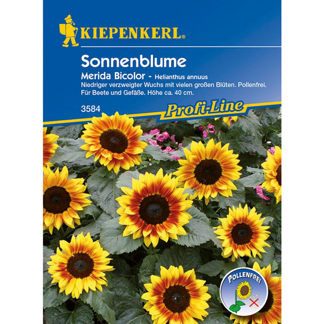 Sonnenblume 'Merida Bicolor' von Kiepenkerl