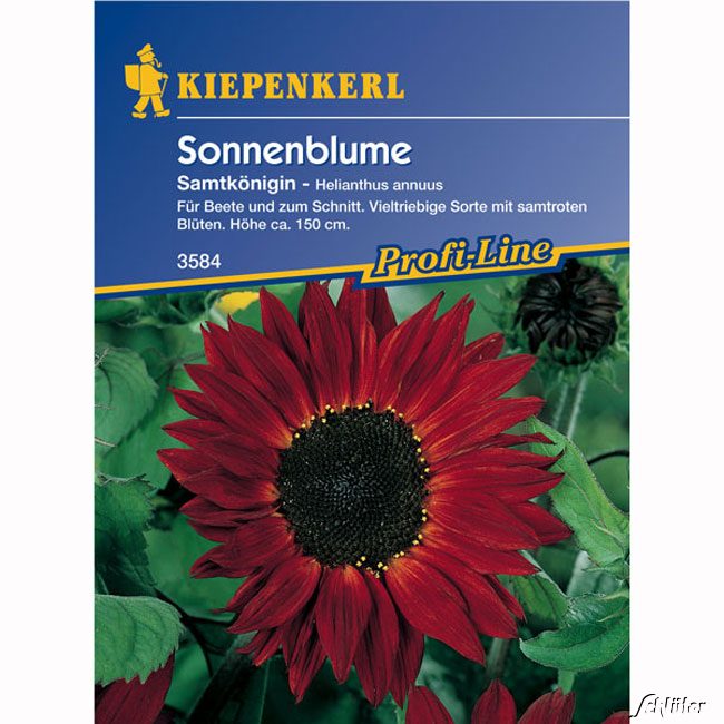 Sonnenblume &#039;Samtkönigin&#039; Lieferform: Portionssaatgut von Kiepenkerl