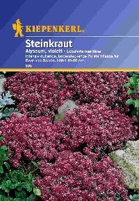 Steinkraut Alyssum violett von Kiepenkerl von Kiepenkerl