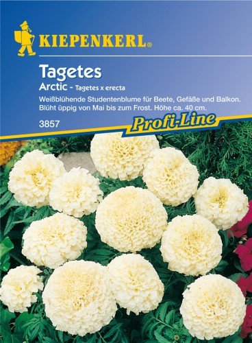 Tagetes 'Arctic' von Kiepenkerl