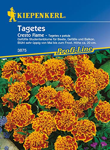 Tagetes Cresto Flame, gefüllte Studentenblume für Beete Gefäße und Balkon, blüht übbig von Mai bis zum Frost von Kiepenkerl