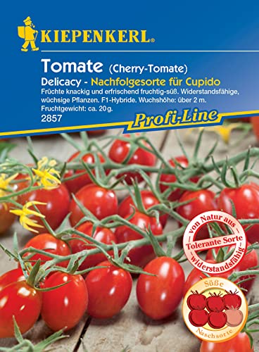 Tomate Cherrytomate Delicacy von Kiepenkerl