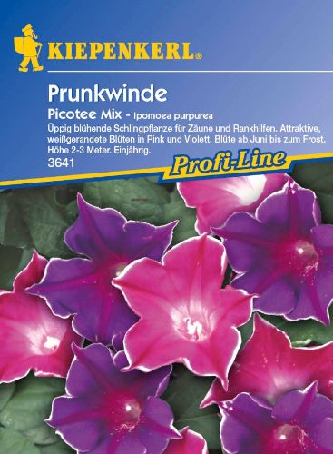 Trichterwinde, Ipomoea Picotee Mix von Kiepenkerl