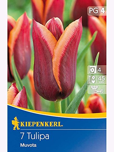 Triumph-Tulpen Muvota purpurviolett rosa-oranger Rand von Kiepenkerl