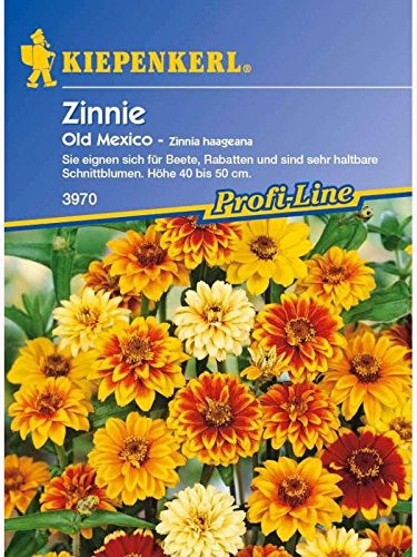 Zinnia Zinnie Old Mexico Mischung von Kiepenkerl