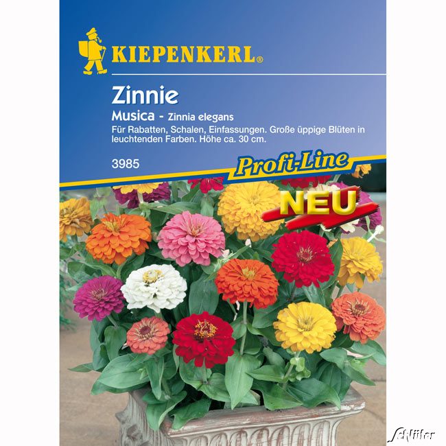Zinnie &#039;Musica&#039; (Mischung) Lieferform: Portionssaatgut von Kiepenkerl