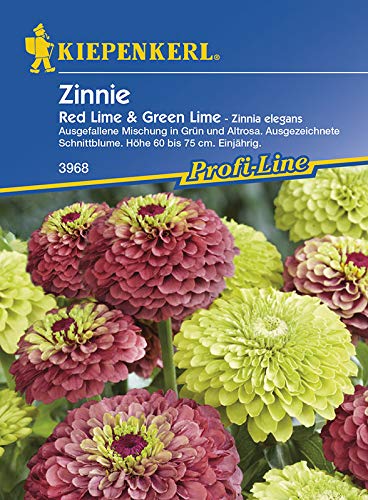 Zinnie 'Red Lime & Green Lime',1 Portion von Kiepenkerl